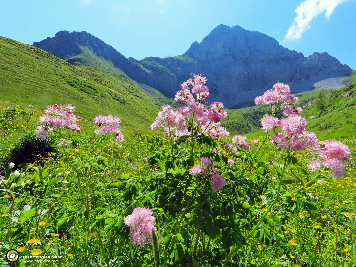 35 Thalictrum aquilegifolium  (Pigamo colombino)con vista in Corna Piana.JPG